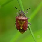 sloe bug